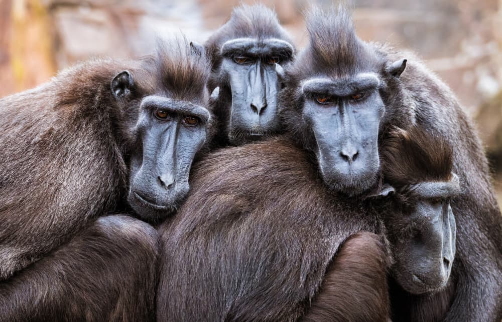 Macaque Family Huddle by Dimitar Genchev — canvas wall art