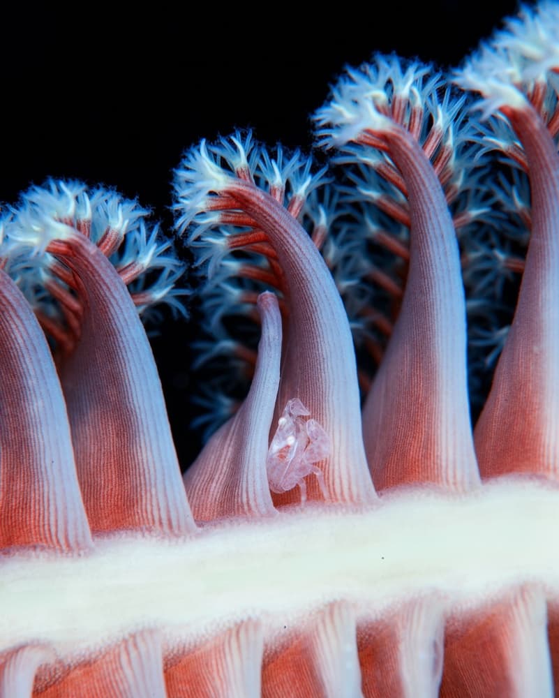 Vibrant Sea Pen Crab by Andrey Narchuk — canvas wall art
