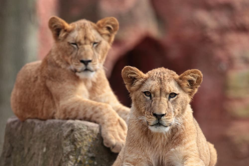 Two Adorable Lion Cubs by Antje Wenner-Braun — canvas wall art