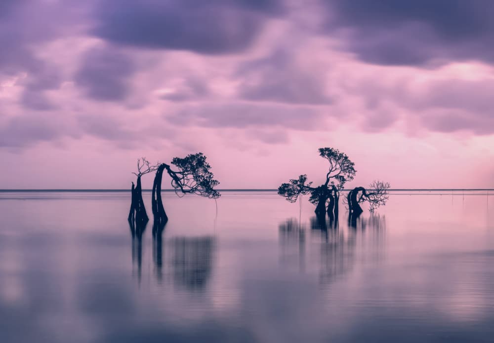 Purple Mangrove Reflections by Jie Jin — canvas wall art