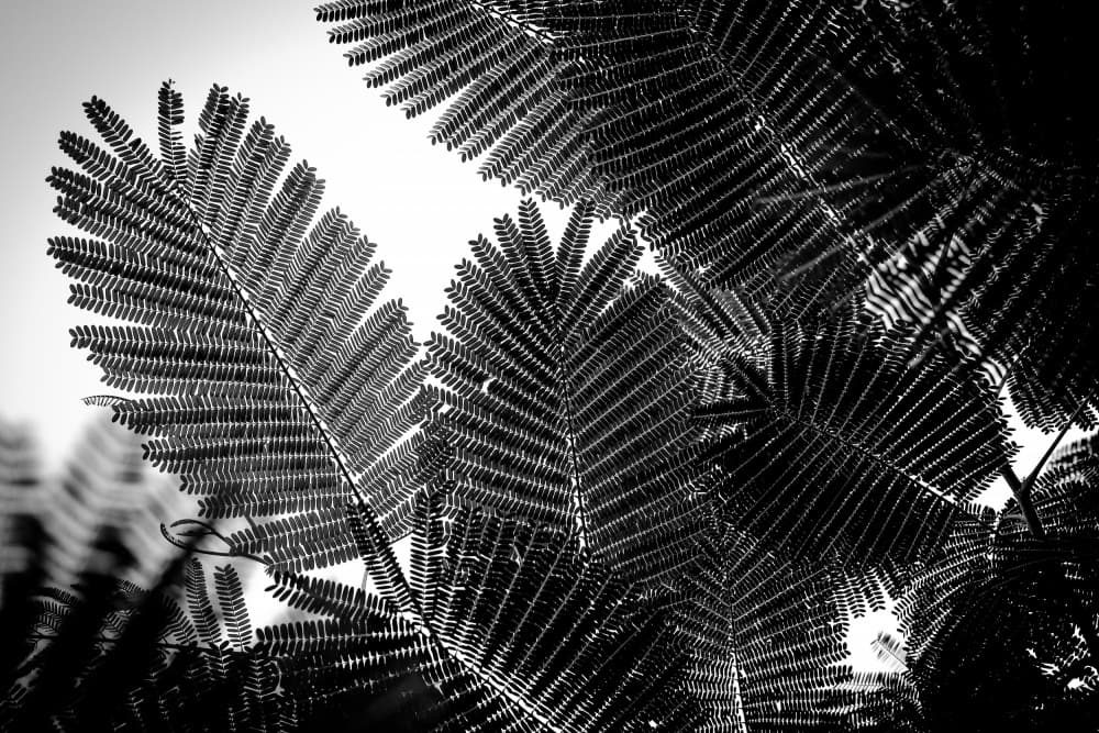 Backlit Leaf Patterns by Tal Paz-Fridman — canvas wall art