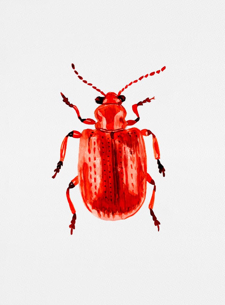 Red Watercolor Beetle by Kata Botanical — canvas wall art