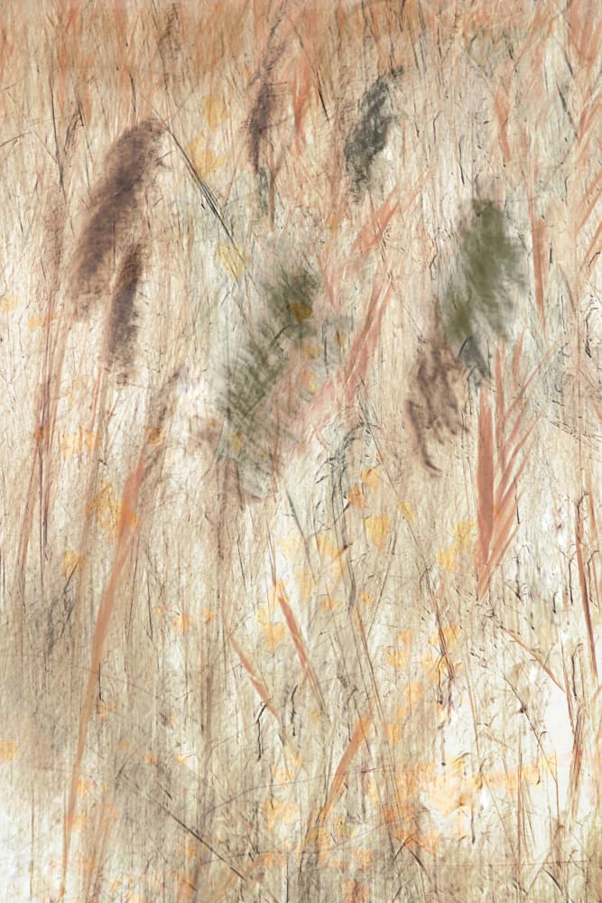 Earthy Grassland Texture