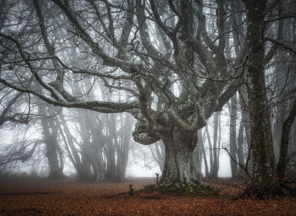 Ancient Foggy Forest by Sergio Barboni — canvas wall art