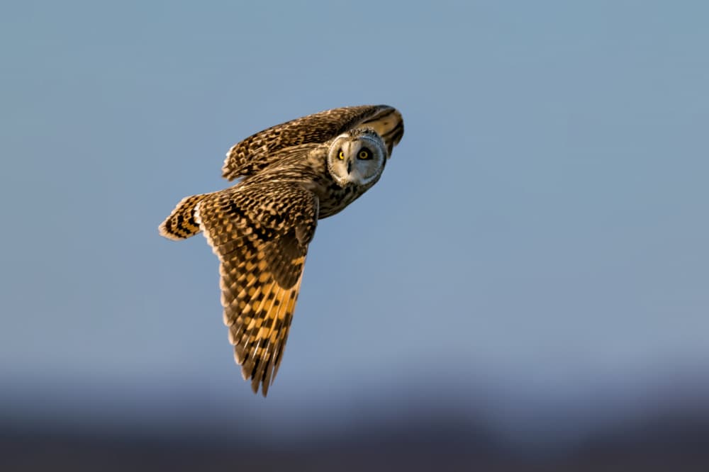 Golden Owl Soaring Blue Sky by Jun Zuo — canvas wall art