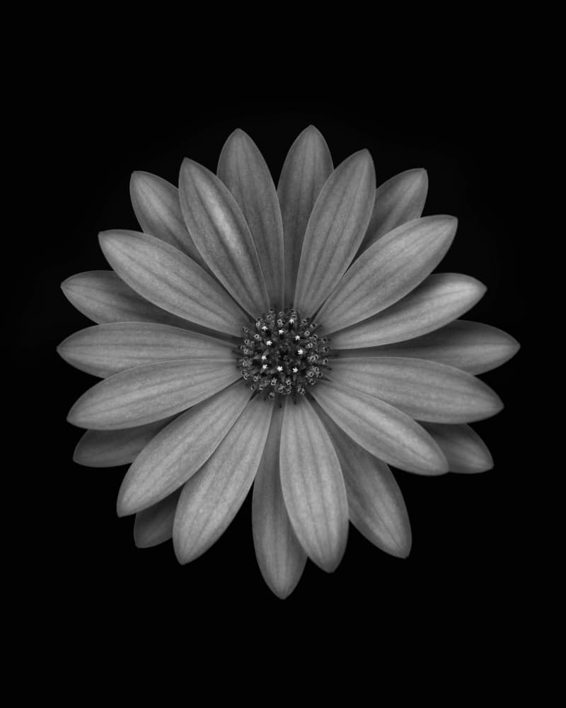 Monochrome Daisy Bloom by Lotte Grønkjær — canvas wall art