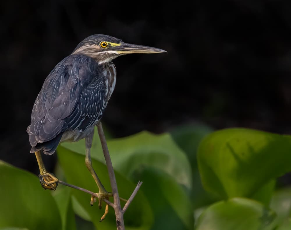 Watchful Green Heron by Liwen Tao — canvas wall art