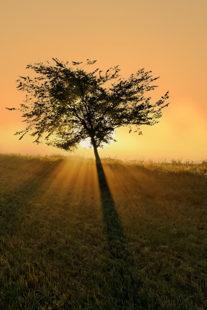 Golden Hour Tree Silhouette by Leif Løndal — canvas wall art