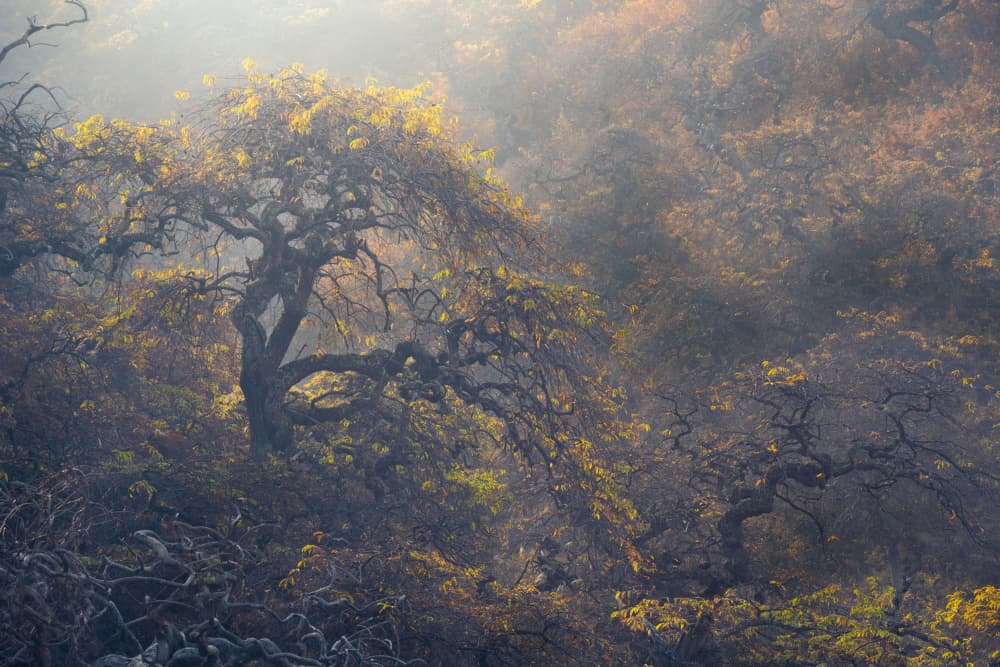 Misty Golden Forest by Hiroyuki Tsuchiya — canvas wall art