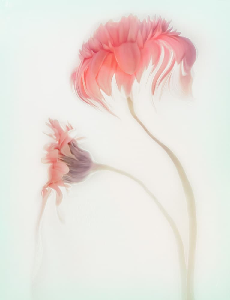Ethereal Pink Flowers by Gilbert Claes — canvas wall art