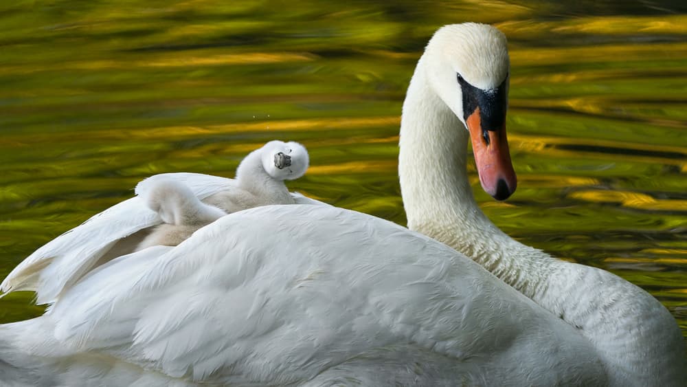 Cygnet On Mother Swan by John Fan — canvas wall art