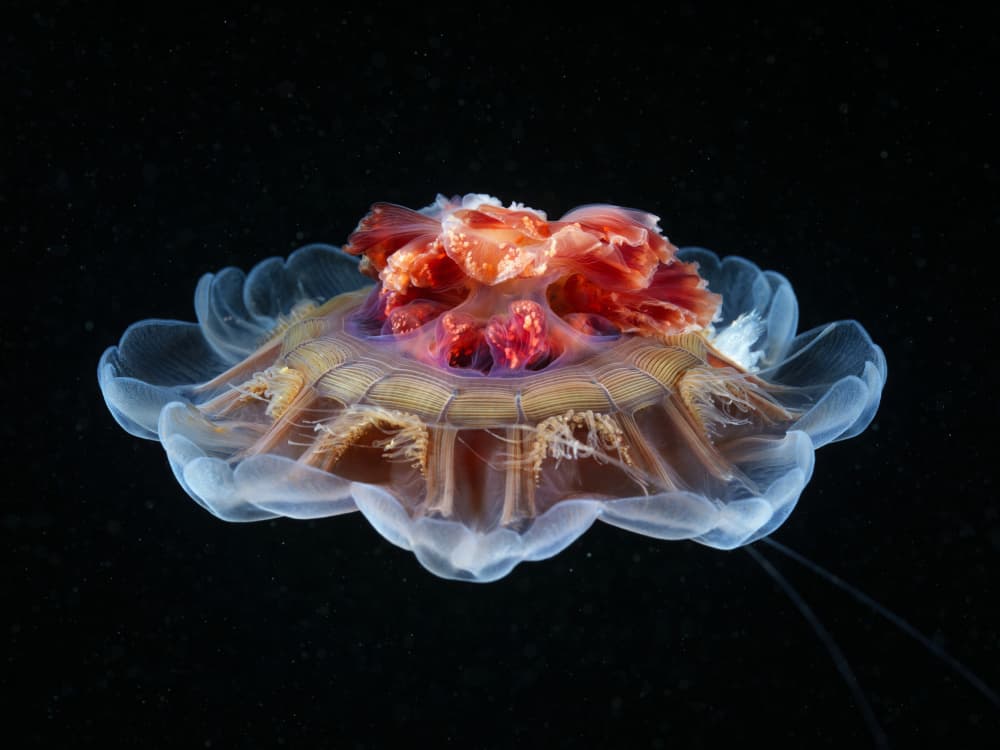 Ethereal Sea Bloom by Alexander Semenov — canvas wall art