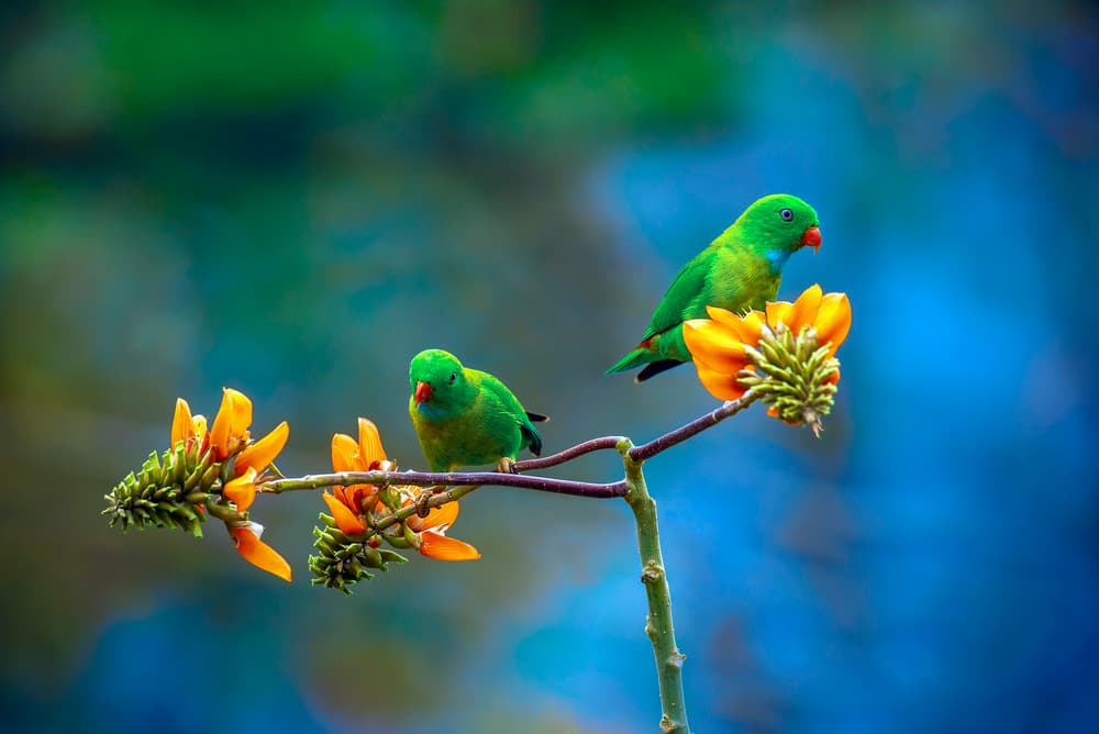 Parrots in Bloom by Abdul Saleem — canvas wall art