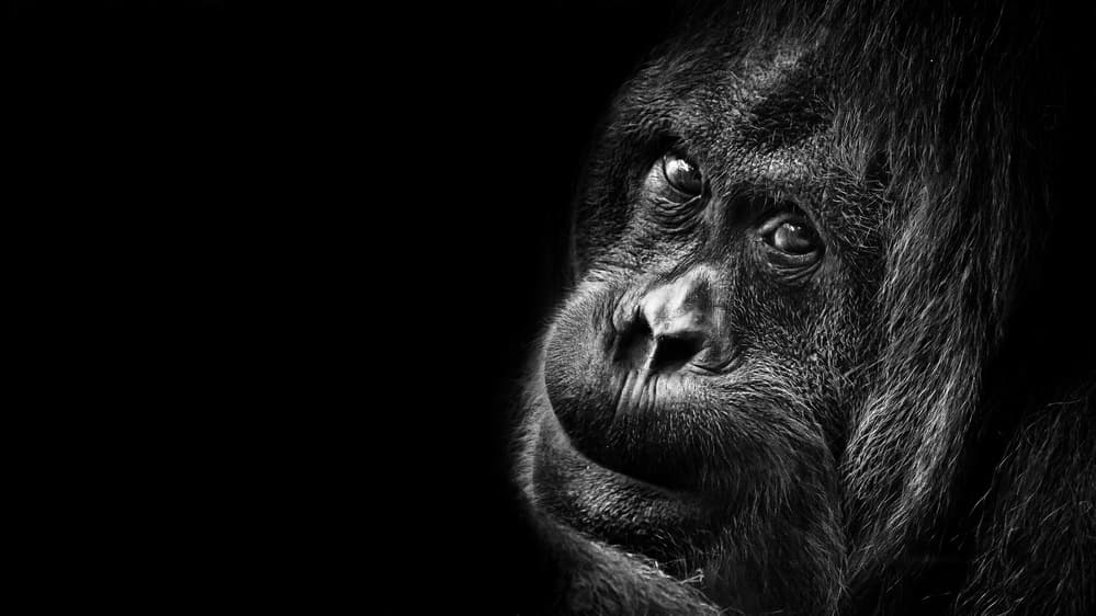 Intense Orangutan Gaze by Michael — canvas wall art