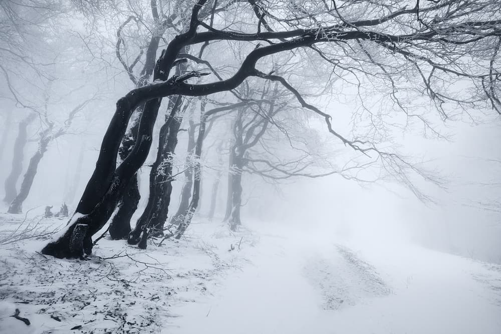 Misty Winter Forest Path by Daniel Řeřicha — canvas wall art