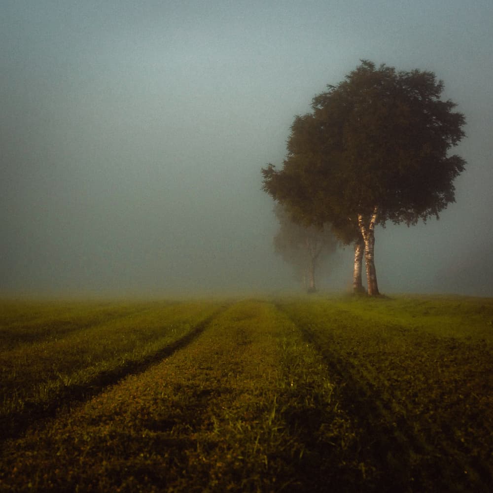 Misty Morning Path by Renate Wasinger — canvas wall art
