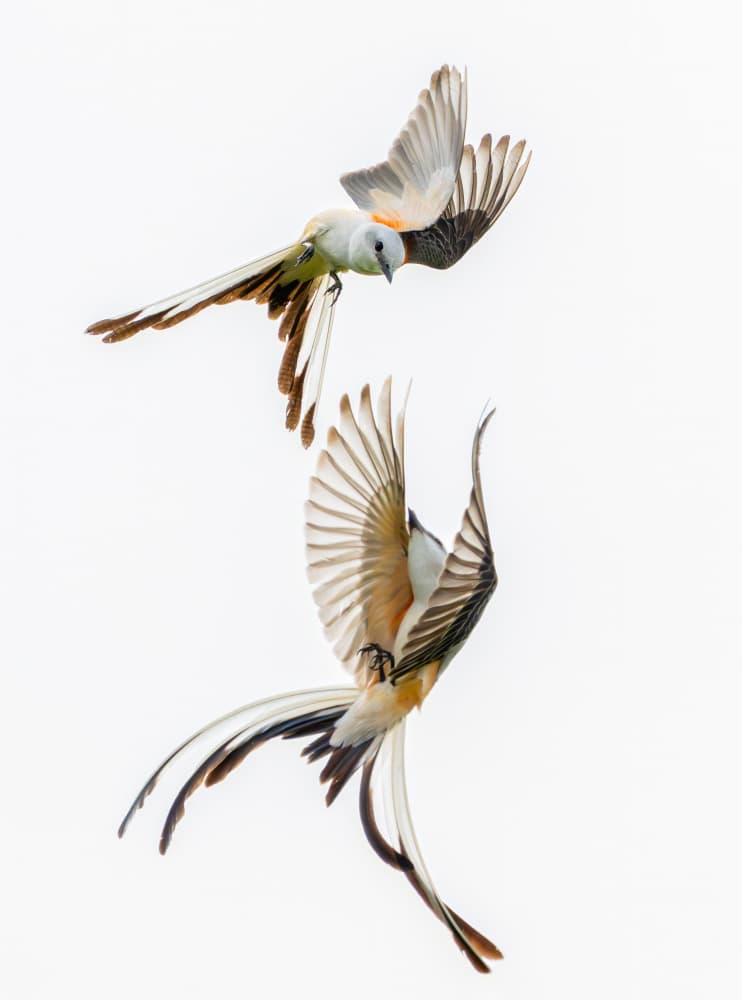 Elegant Scissortail Flight by Alex Li — canvas wall art