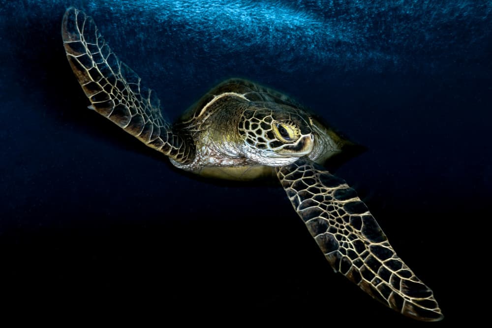 Graceful Sea Turtle Swim by Serge Melesan — canvas wall art
