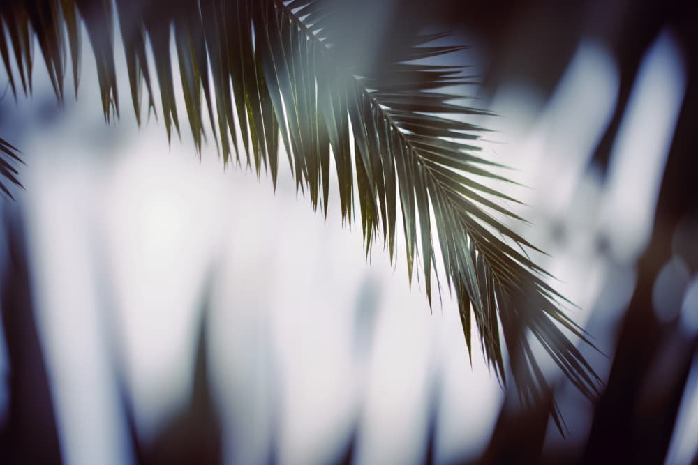 Soft Palm Leaves by Tim Mossholder — canvas wall art
