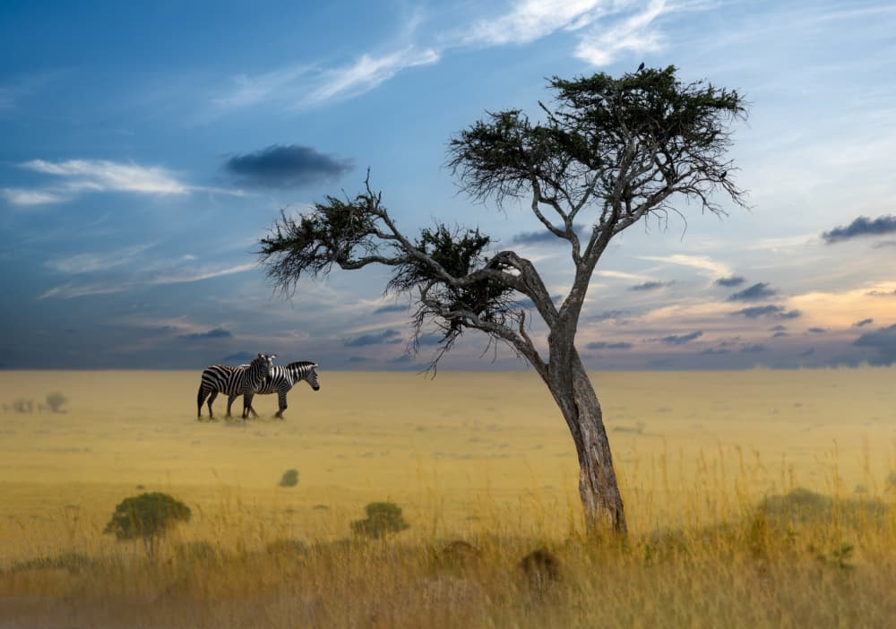 African Zebras Sunset by Anita Singh — canvas wall art