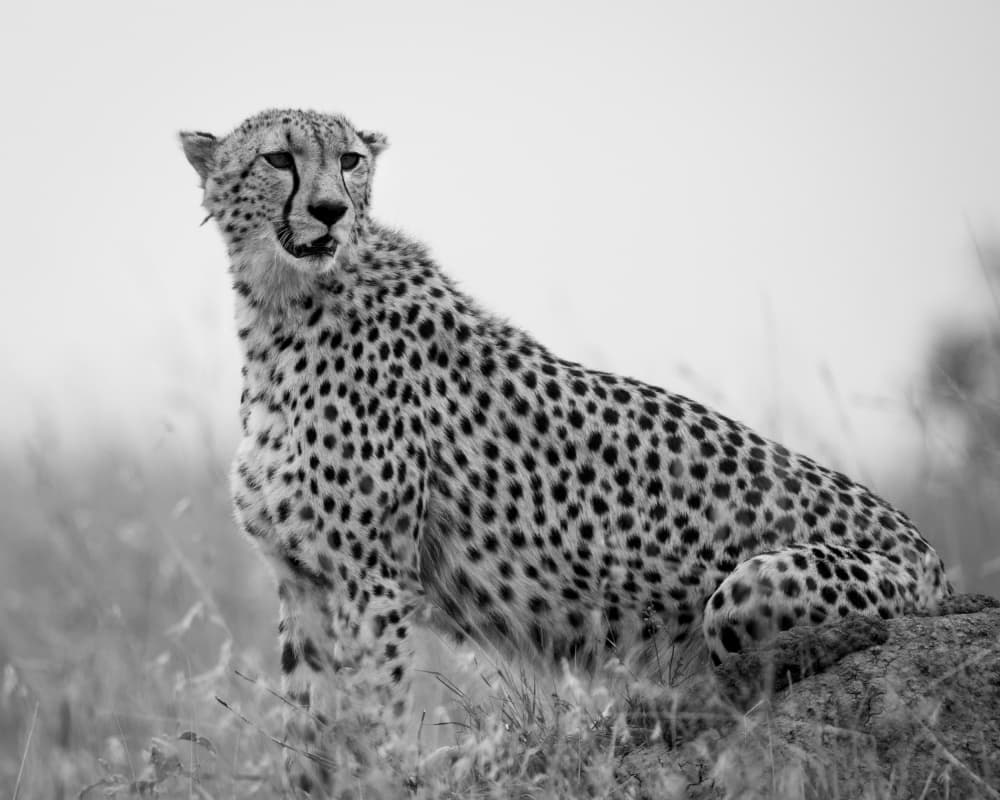 Majestic Savannah Cheetah by Shobhit Chawla — canvas wall art