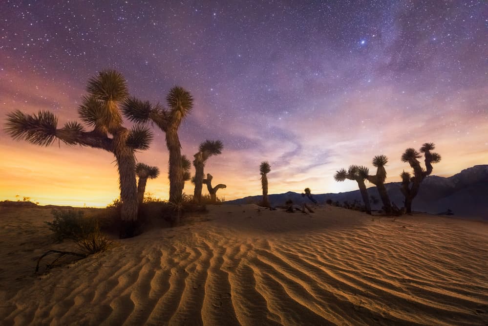 Joshua Trees Starry Night by Chris Moore — canvas wall art