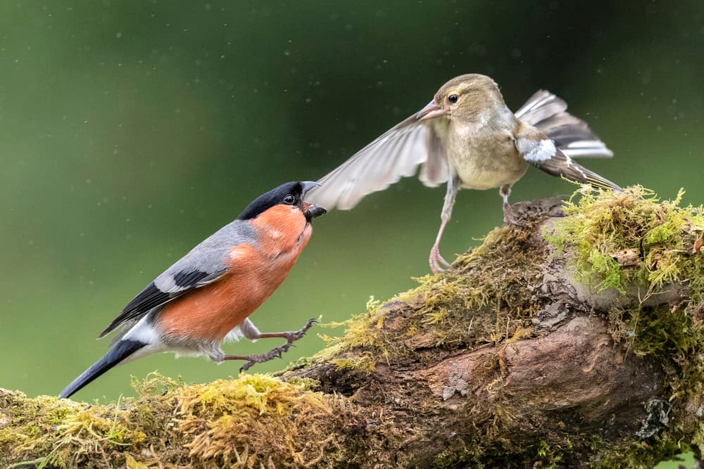 Bullfinch Chaffinch Standoff by Hugh Wilkinson — canvas wall art