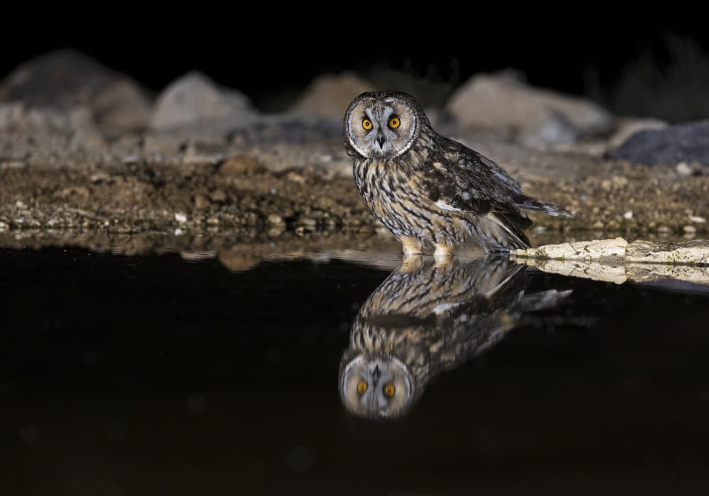 Night Owl Reflection by Shlomo Waldmann — canvas wall art