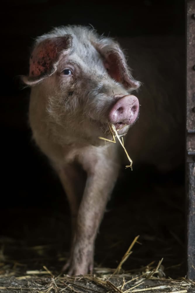 Curious Farm Pig by Gert van den Bosch — canvas wall art