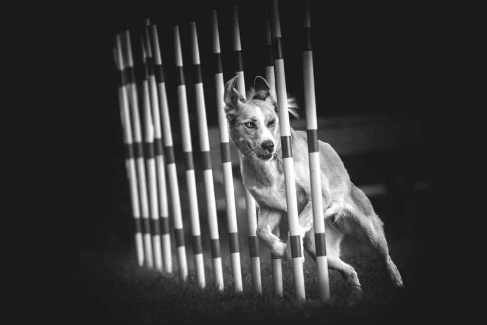 Agile Dog Weave Poles by Pali Gerec — canvas wall art