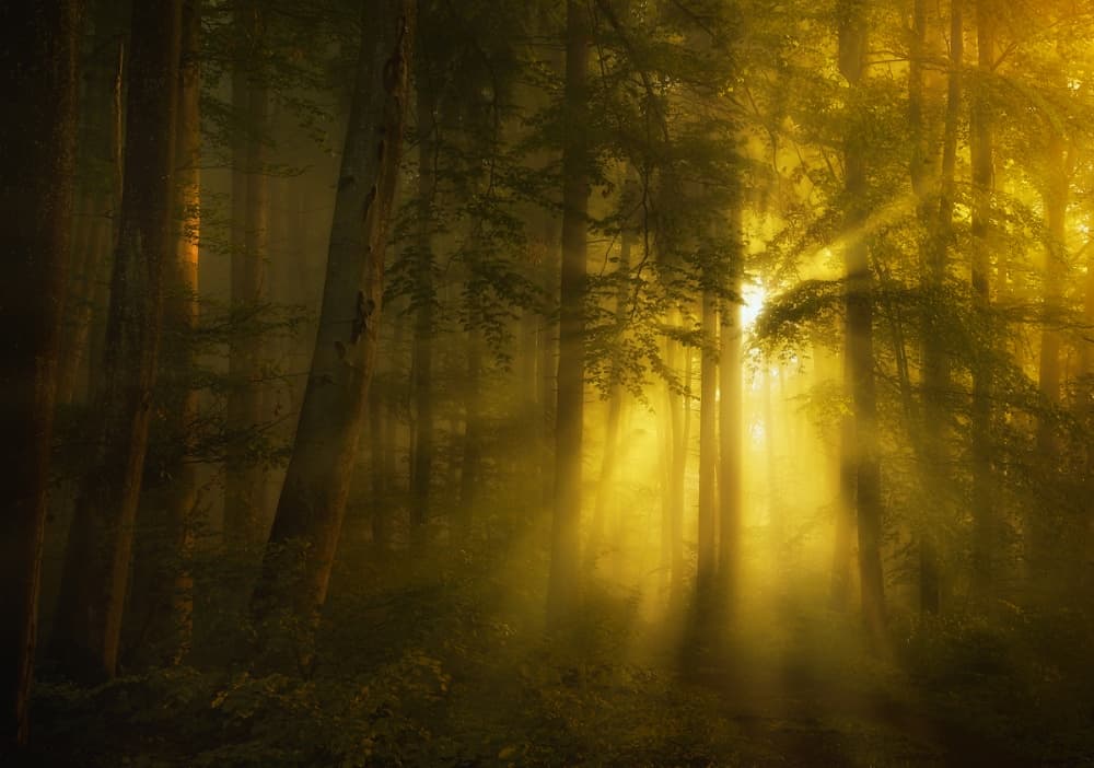 Golden Forest Light by Norbert Maier — canvas wall art