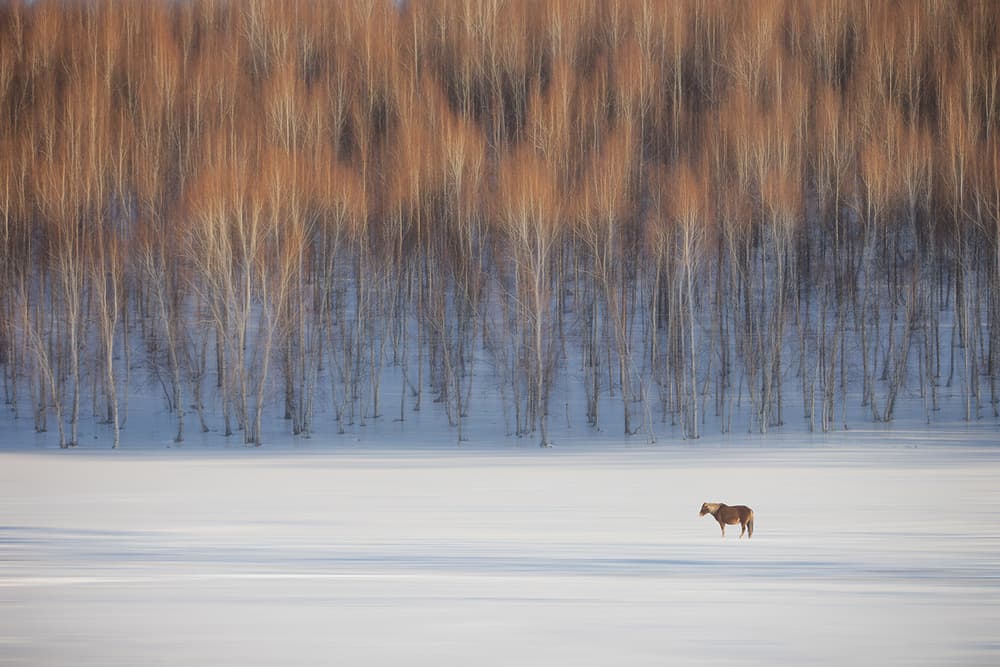 Lone Horse Winter Landscape by Bingo Z — canvas wall art