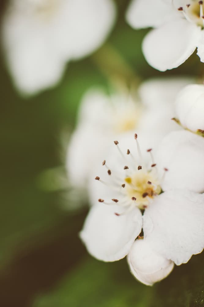 Delicate White Blossoms by Javier Pardina — canvas wall art