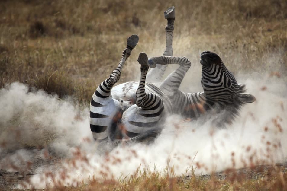 Zebra Dust Bath by Michel Guyot — canvas wall art