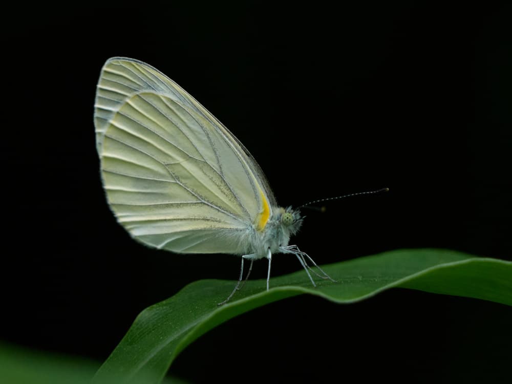Serene White Butterfly by Takiko Hirai — canvas wall art