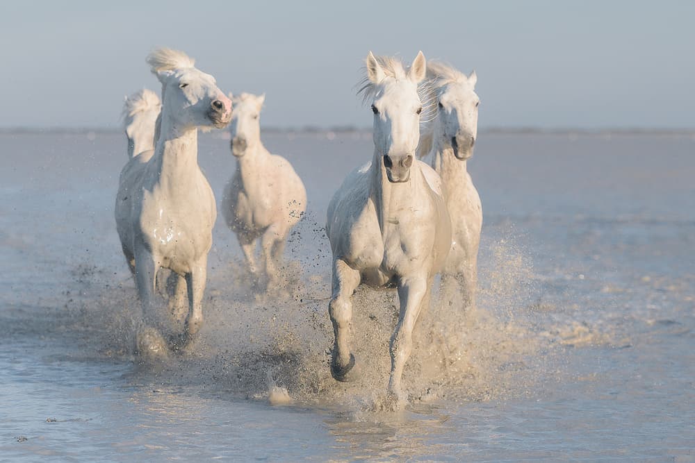 Galloping White Horses by Rostovskiy Anton — canvas wall art