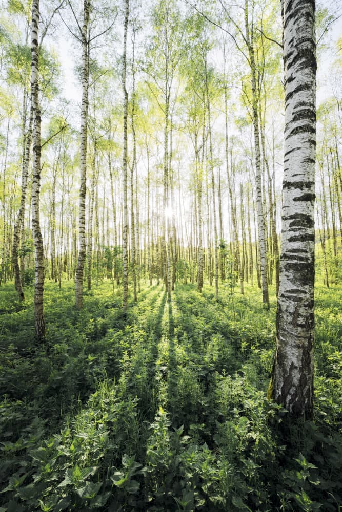Birch Grove vertical by Stefan Hefele — canvas wall art