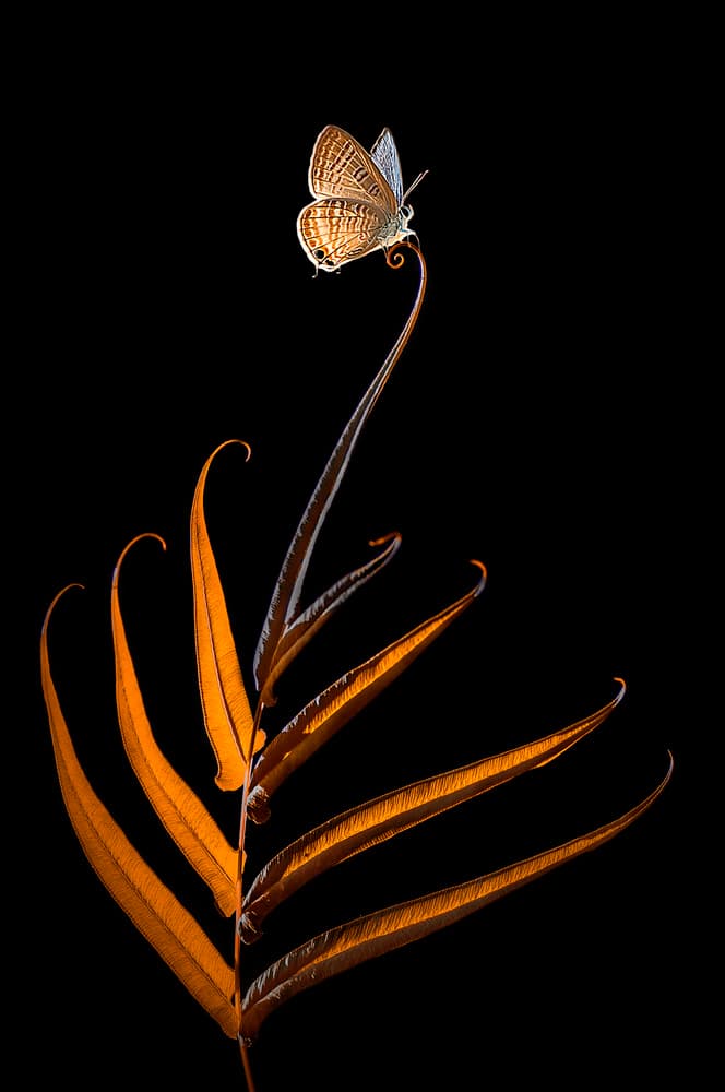 Butterfly on Glowing Leaf by Edy Pamungkas — canvas wall art