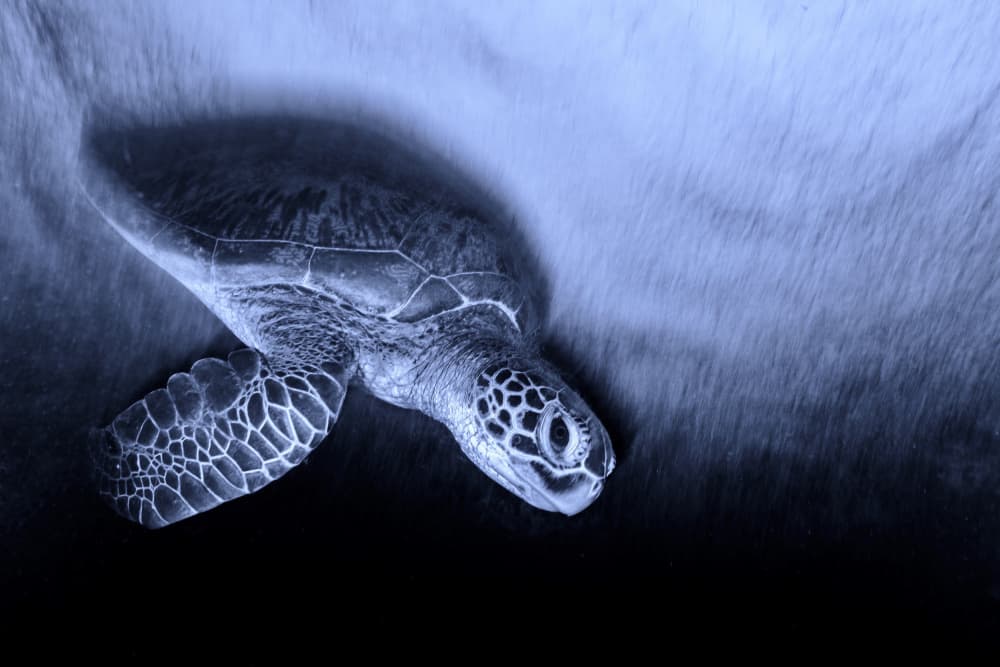 Graceful Ocean Turtle by Serge Melesan — canvas wall art