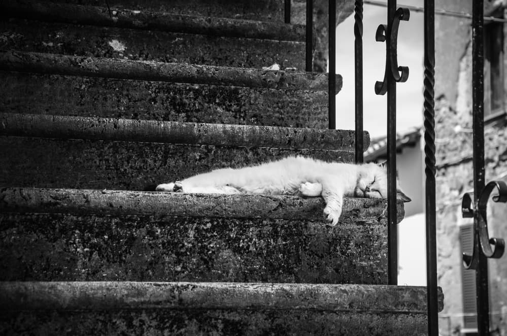 Peaceful Cat on Stone Stairs by Piera Polo — canvas wall art