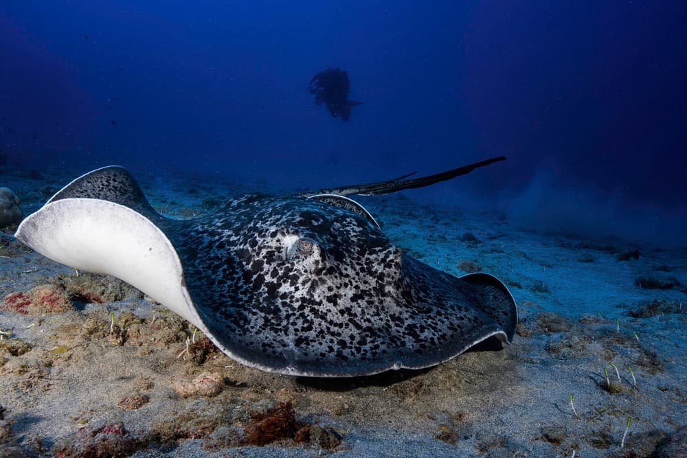Spotted Stingray Encounter by Barathieu Gabriel — canvas wall art