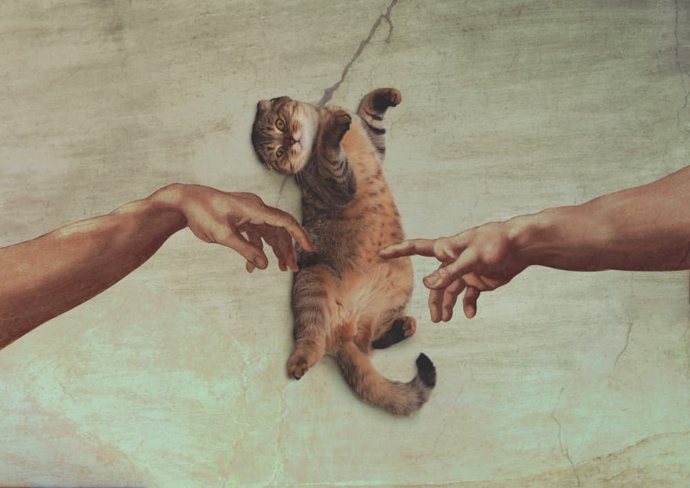 Cat Creation Parody by Artem Pozdniakov — canvas wall art