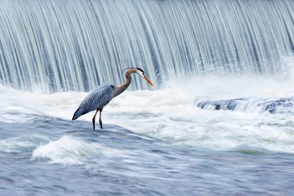 Blue Heron Waterfall by Mircea Costina — canvas wall art