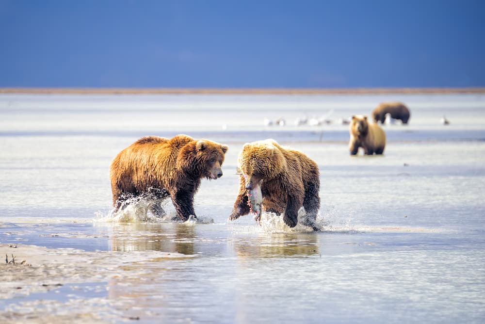 Bears Catching Salmon by Roberto Marchegiani — canvas wall art