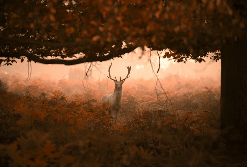 White Deer Autumn Mist by Radojica Jevric fotorax — canvas wall art