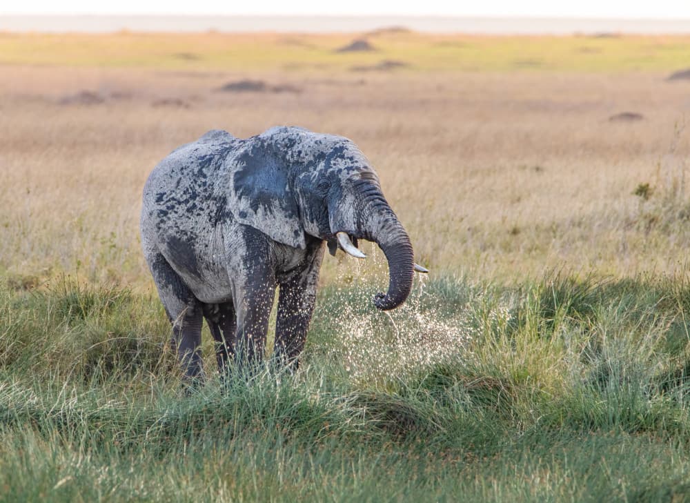 Elephant Splashing in Savanna by Tomer Huberman — canvas wall art