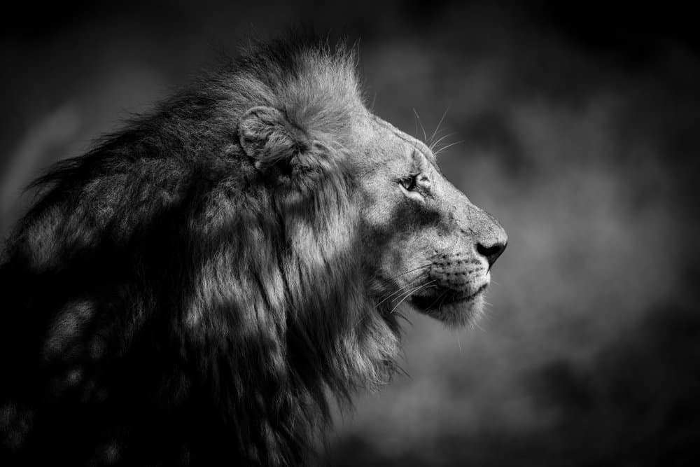 Regal Lion Profile by Xavier A — canvas wall art