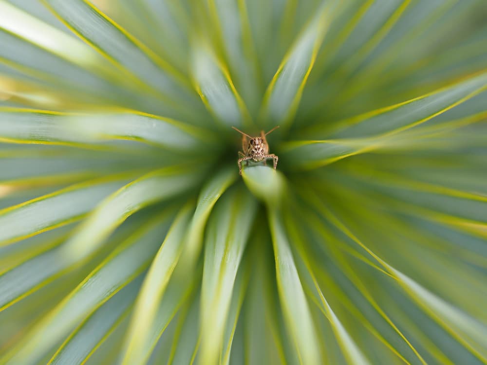 Green Grasshopper on Plant by Thierry Dufour — canvas wall art
