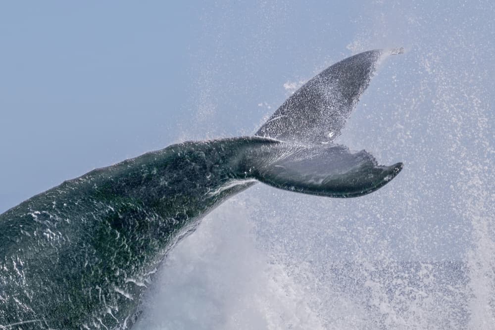 Majestic Whale Tail Splash by Serge Melesan — canvas wall art