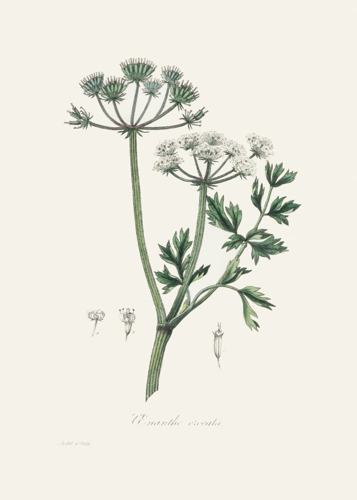 Water Dropwort (onanthe Grocata) Medical Botany by John Stephenson and James Morss Churchill — canvas wall art